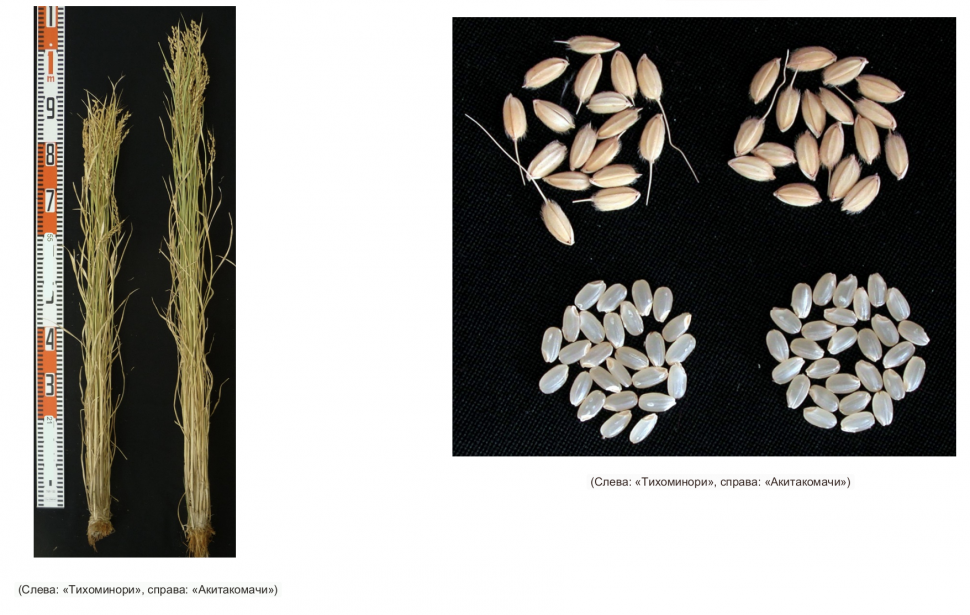 Клейкий рис Тихоминори для японской кухни, 1 кг Япония